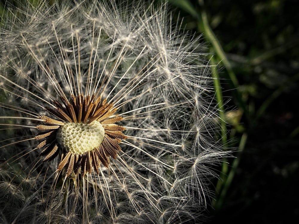 dandelion-meadow-macro-fluff-161506